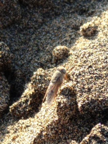Atylotus canarius