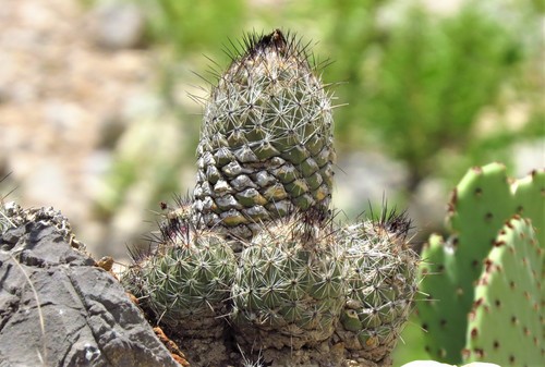 Coryphantha durangensis