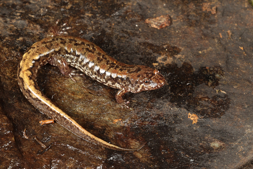 Spotted Dusky Salamander