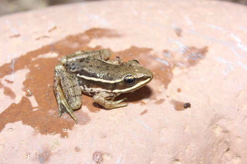 Mexican Cascades Frog