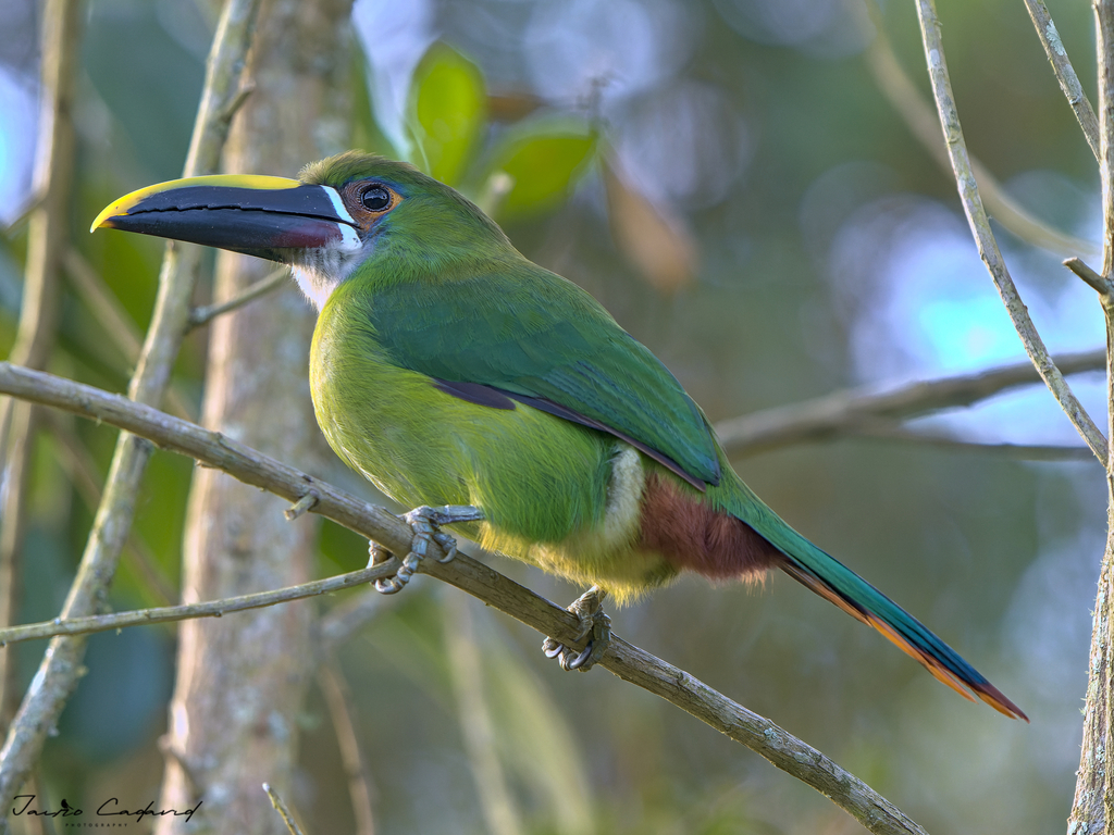 Southern Emerald-Toucanet from Rionegro, Antioquia, Colombia on October ...