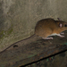 South China White-bellied Rat - Photo (c) Pasteur Ng, all rights reserved, uploaded by Pasteur Ng