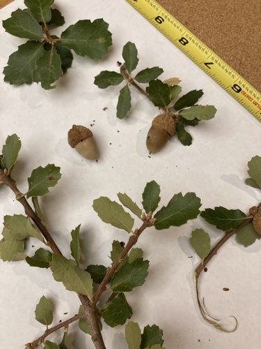 Quercus berberidifolia × john-tuckeri