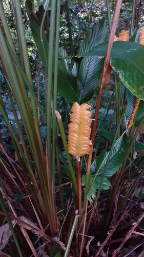 Calathea crotalifera image