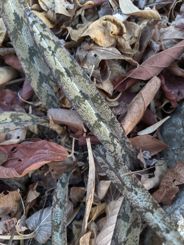 Eulophia spathulifera