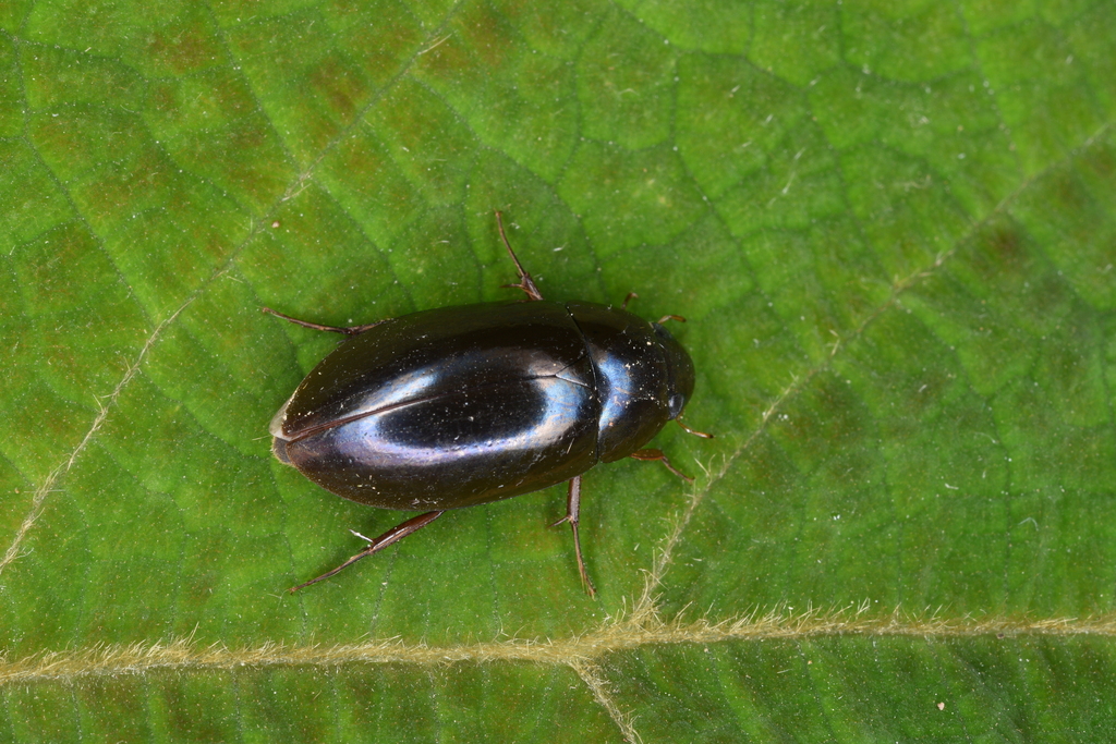 Sternolophus rufipes from 香港大帽山大帽山道 on October 22, 2022 at 11:21 PM by ...