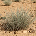 Artemisia atlantica - Photo (c) djilali_tahri, all rights reserved, uploaded by djilali_tahri
