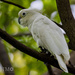 Tanimbar Corella × Yellow-crested Cockatoo - Photo (c) Ingo Moench, all rights reserved, uploaded by Ingo Moench