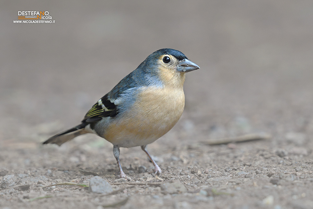 Canary Islands Chaffinch (Fringilla canariensis) photo