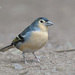 Canary Islands Chaffinch - Photo (c) Nicola Destefano, all rights reserved, uploaded by Nicola Destefano
