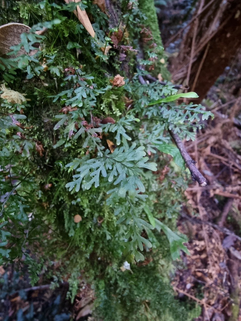 narrow filmy-fern from South Bruny TAS 7150, Australia on October 17 ...