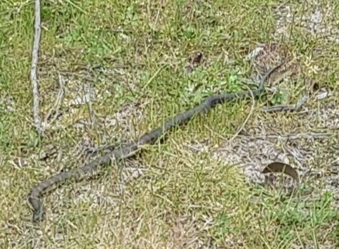 Tiger Snake sighting