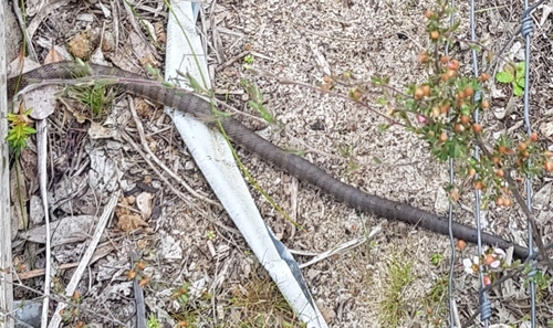 Tiger Snake sighting