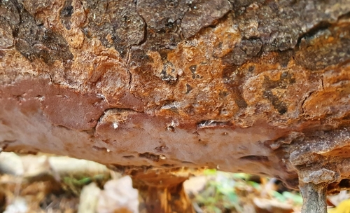 Phellinidium ferrugineofuscum