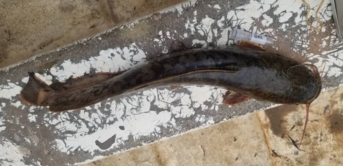 Sharptooth Catfish