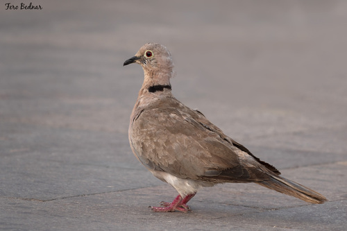 Streptopelia roseogrisea