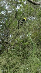 Ramphastos sulfuratus image