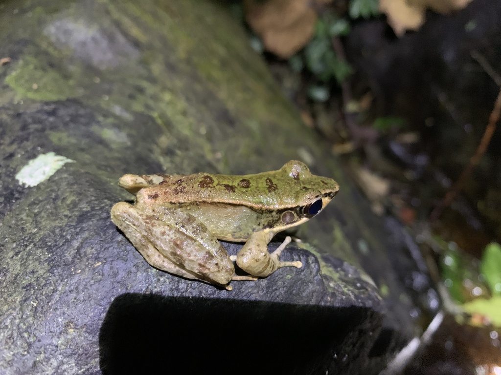 Long-snout Torrent Frog (Odorrana nasica) · iNaturalist