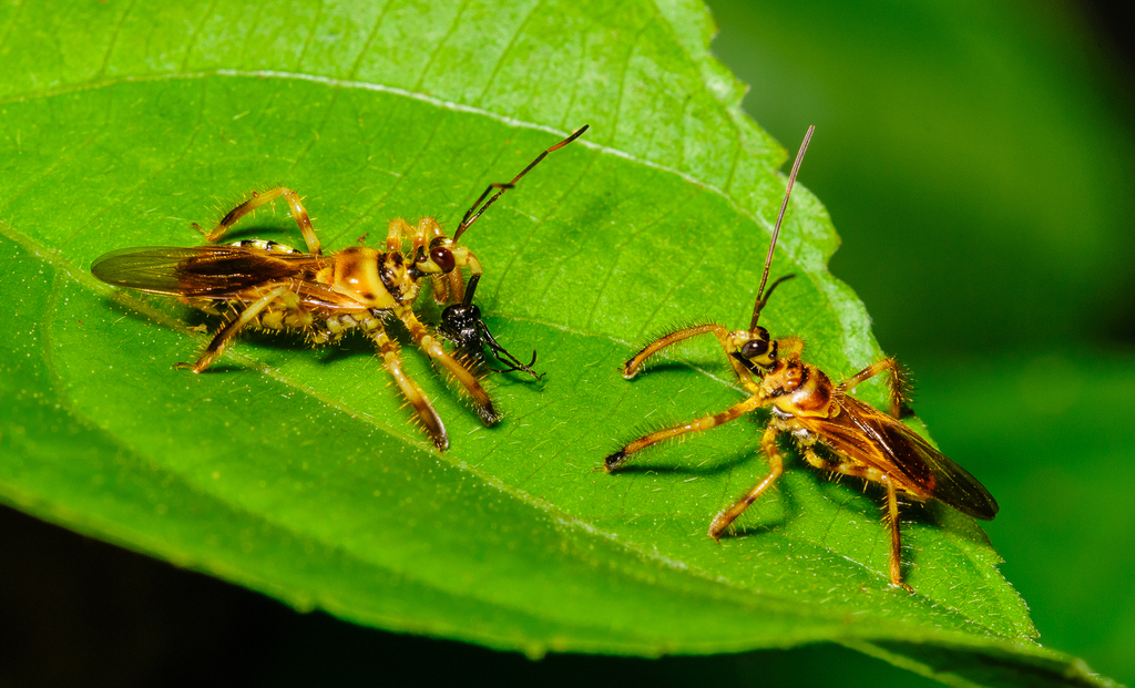 Agriocoris flavipes from Dos Brazos, Puntarenas, Costa Rica on April 8 ...