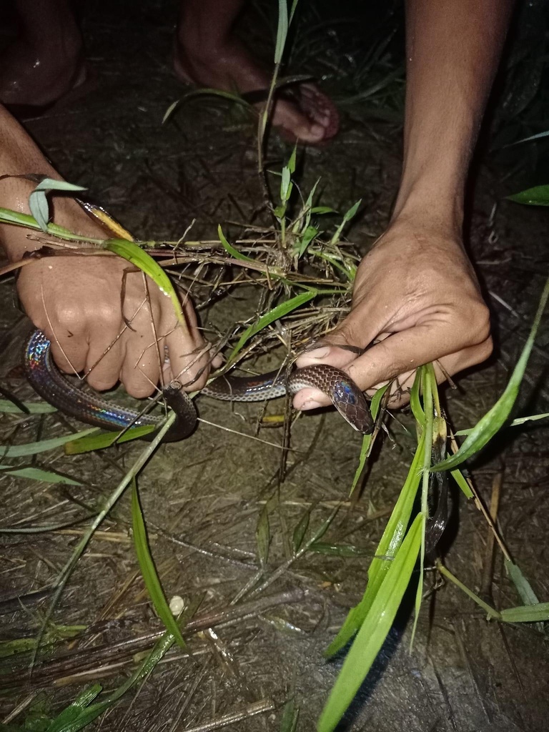 Asian Sunbeam Snake from Kayin, MM on July 12, 2022 at 08:41 PM by Win ...