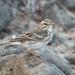 Canarian Berthelot's Pipit - Photo (c) Fero Bednar, all rights reserved, uploaded by Fero Bednar