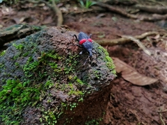 Cactophagus sanguinolentus image