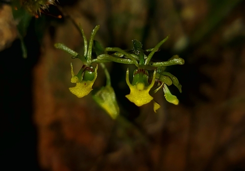 Platyrhiza