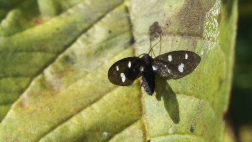 Tenuinaclia