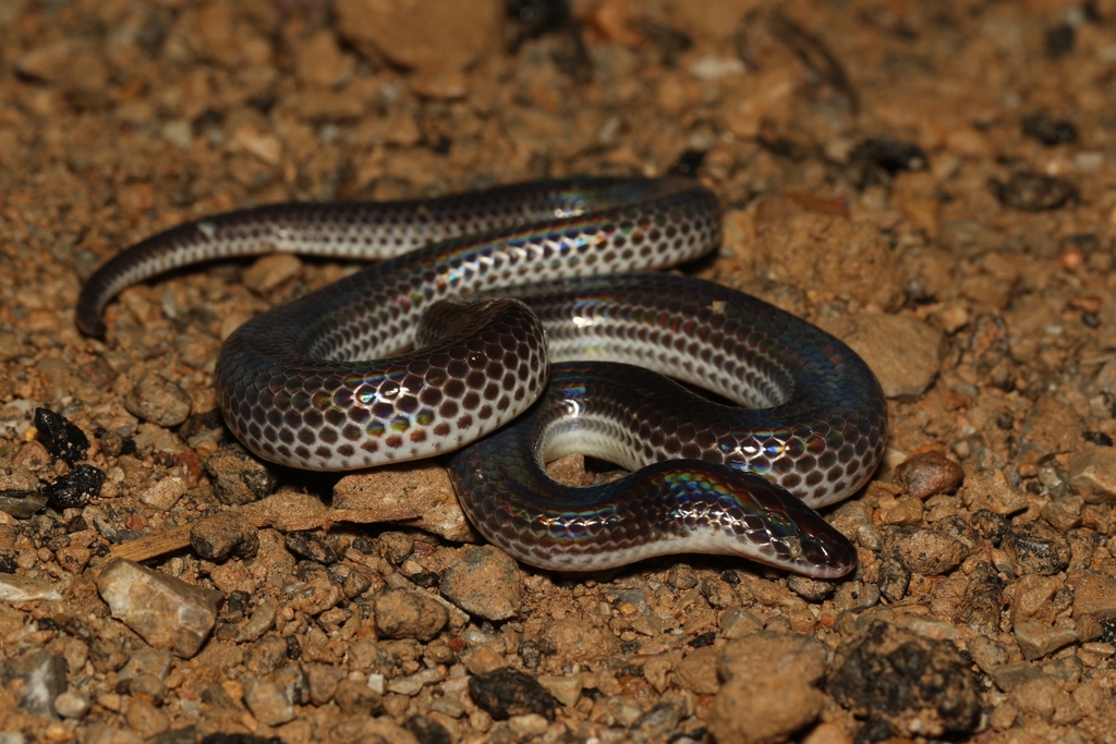 Asian Sunbeam Snake From Rh Huai Mae Priang Kaeng Krachan District Phetchaburi