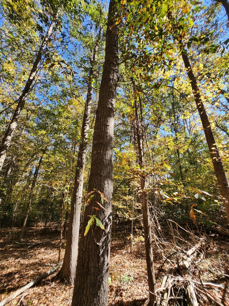 oaks from Greenville, SC 29605, USA on October 24, 2022 at 0229 PM by Safia Bouderka · iNaturalist