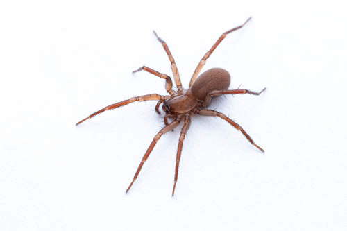 Cicurina cicur
