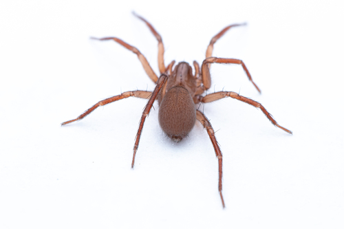 Cicurina cicur
