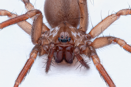 Cicurina cicur