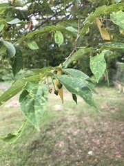 Muntingia calabura image