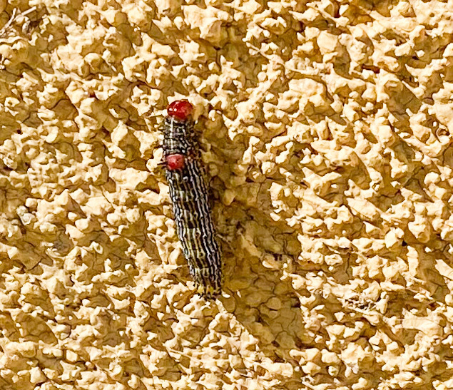 Western RedHumped Caterpillar Moth from Danbrook Dr, Whittier, CA, US