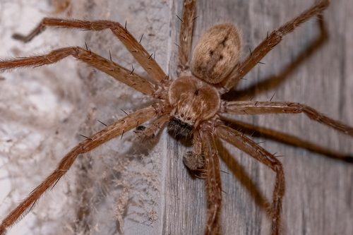 Giant Crab Spider