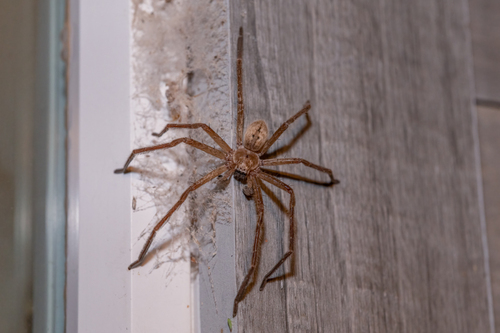 Giant Crab Spider