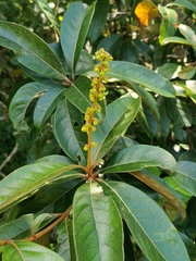 Byrsonima crassifolia image