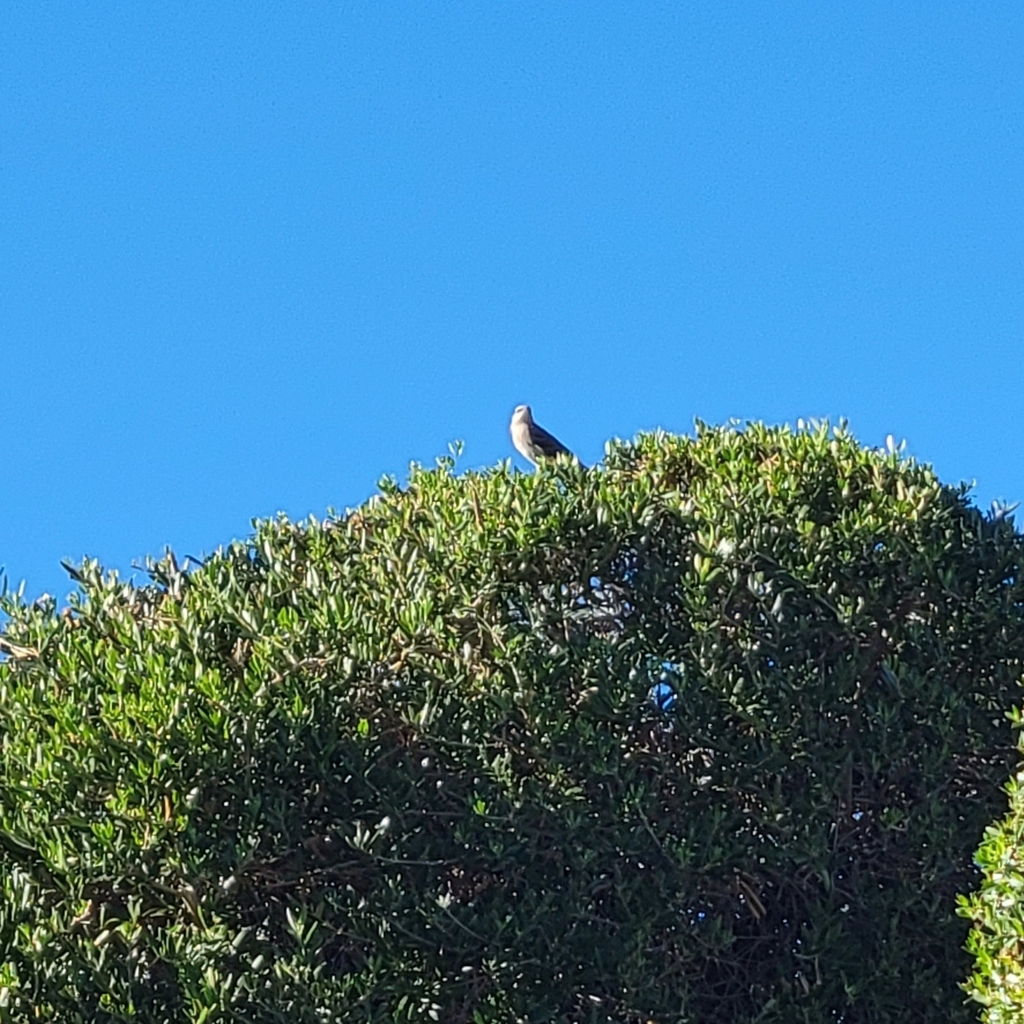 Northern Mockingbird from Palm Springs, CA 92264, USA on October 24 ...