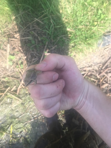 Wood Frog
