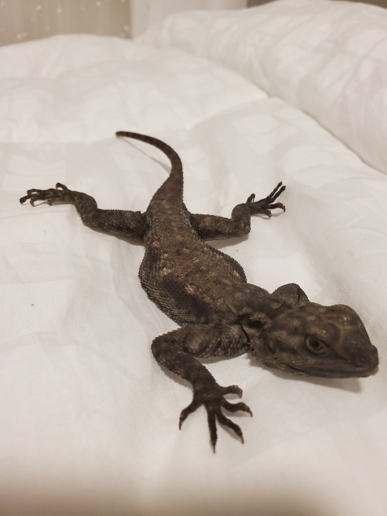 Peters's Rock Agama from Florida on October 24, 2022 at 0734 PM by