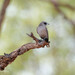 Inland Black-faced Woodswallow - Photo (c) KristenM, all rights reserved, uploaded by KristenM
