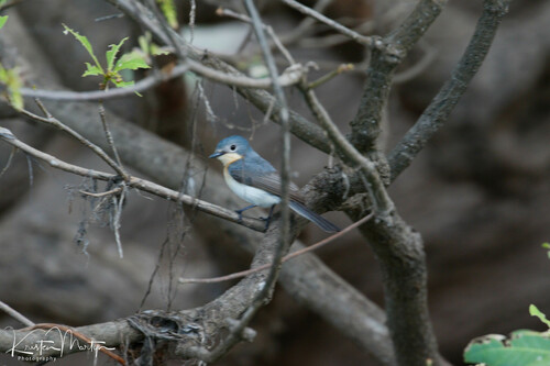 Subspecies Myiagra ruficollis mimikae · iNaturalist