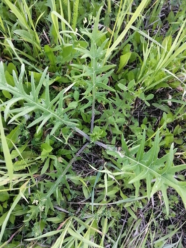 Lophiolepis decussata