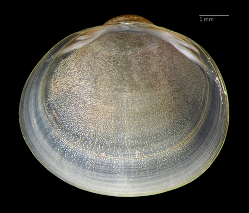 Herrington fingernailclam