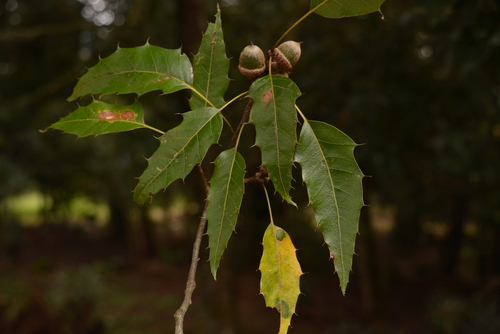 Quercus paxtalensis