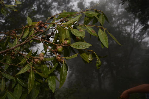 Quercus delgadoana