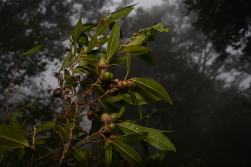 Quercus delgadoana