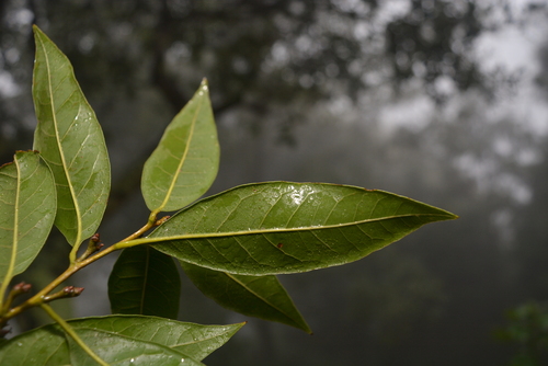 Quercus delgadoana