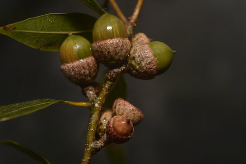 Quercus delgadoana